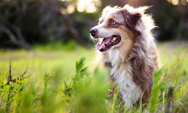 Guía completa sobre tipos de antiparasitarios para perros
